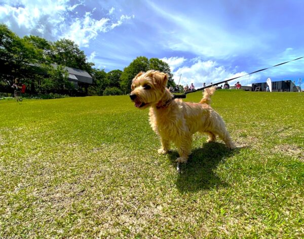 白馬村　犬　岩岳